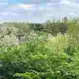 Vegan Forest Retreat