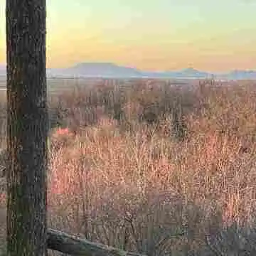 Vegan Forest Retreat