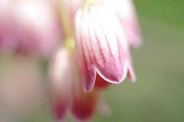 Good Vibes - WIR feiern DICH - Danke, dass Du Teil davon bist!!!