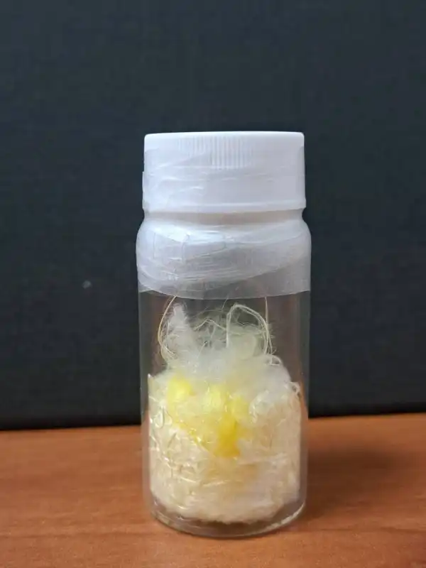 Spider silk nerve repair