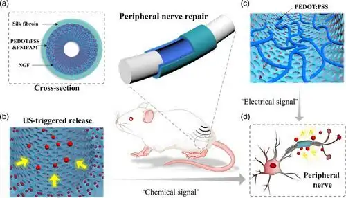 Spider silk nerve repair