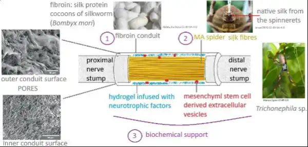 Spider silk nerve repair