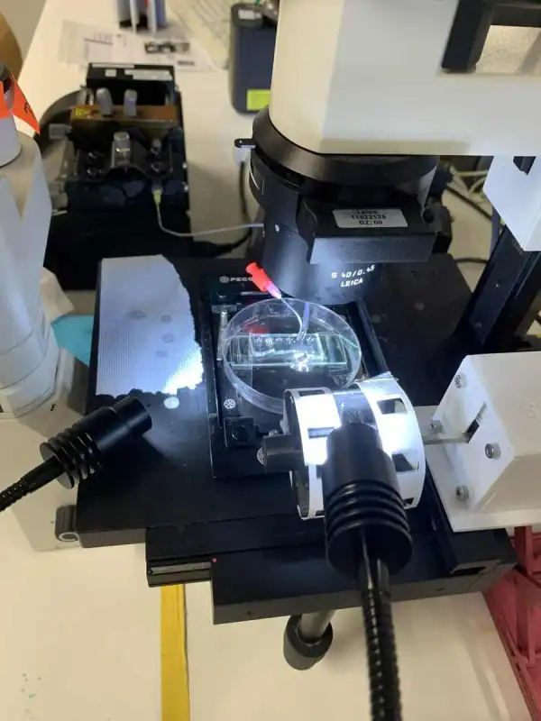 Spider silk nerve repair