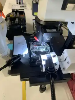 Spider silk nerve repair