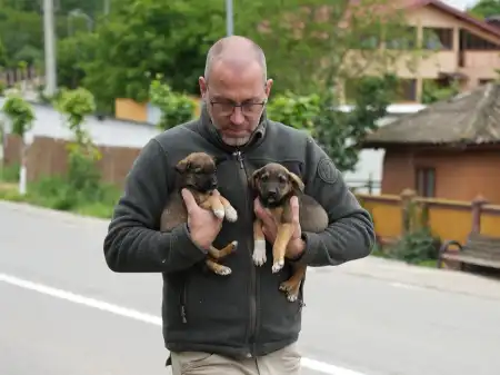 300 Hunde brauchen Hilfe!