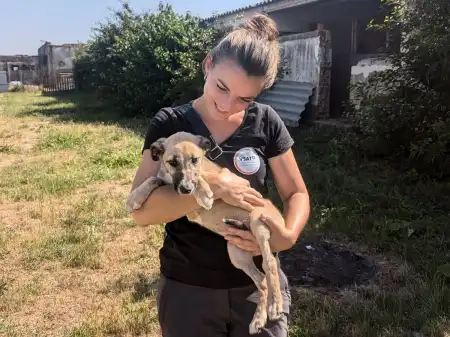 300 Hunde brauchen Hilfe!