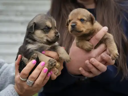 300 Hunde brauchen Hilfe!