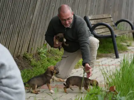 300 Hunde brauchen Hilfe!