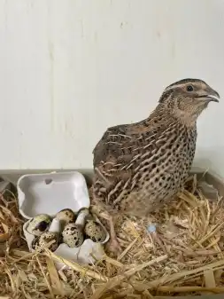 Herz für Wachteln Teil2🐣