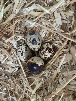 Herz für Wachteln Teil2🐣