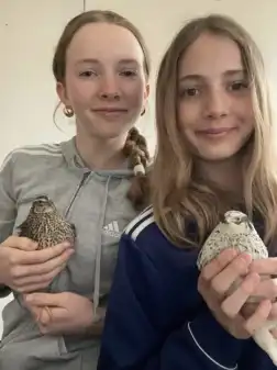 Herz für Wachteln Teil2🐣