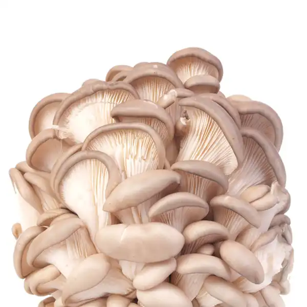 Auch neu dabei: Pleurotus ostreatus
