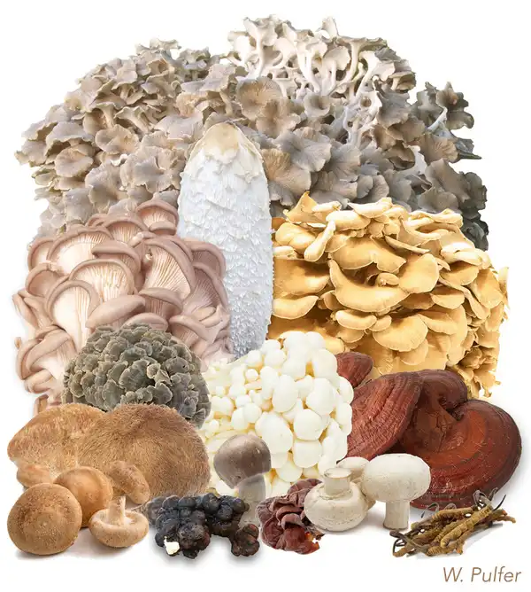 13 Pilze und 393 Studien