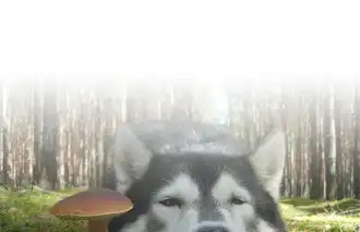 PILZHEILKRAFT für Tiere