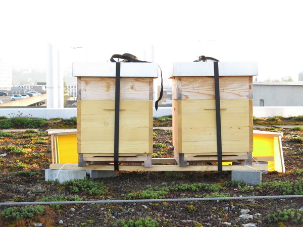 Tag der Offenen Bienenkästen
