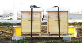 Tag der Offenen Bienenkästen