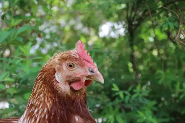 H2 - Mehr als Eier…