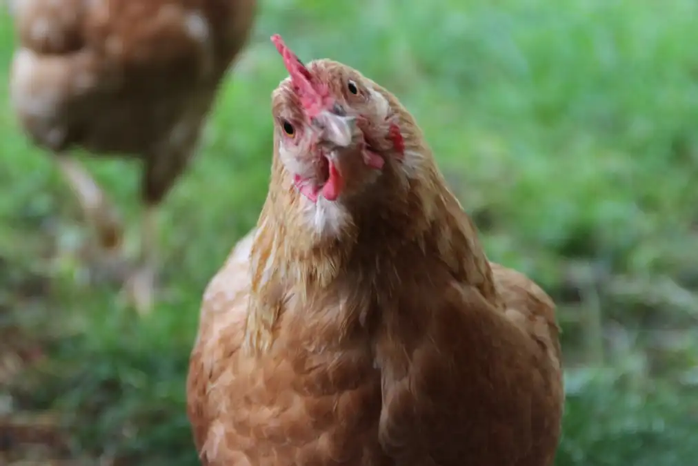 H2 - Mehr als Eier…