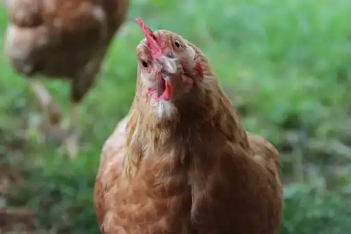 H2 - Mehr als Eier…