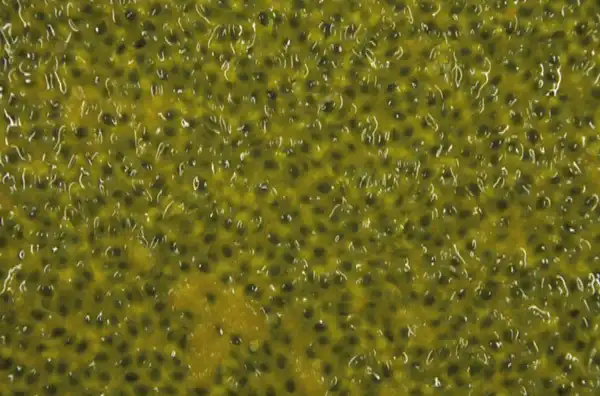 The schleim of passion