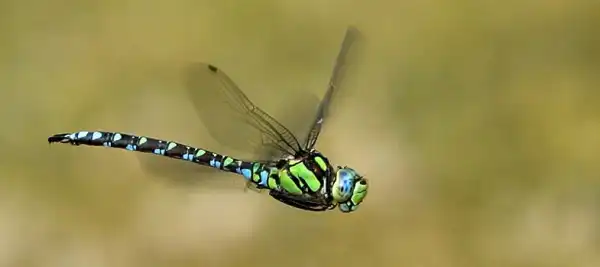 LIBELLE | Ein 3-D Puzzle