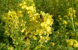 Manufacture Haut Vallon