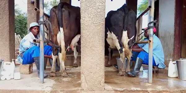 BauernZeitung-Chefredaktor: "Cash für Kasisi!"