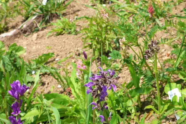 Die ersten Pfalnzen haben ihren Platz gefunden!