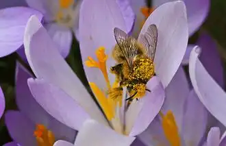 Wildbienen in Zürich