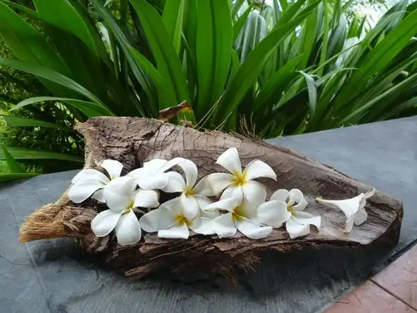 thank you, "embodied anatomy&yoga body-mind centering"