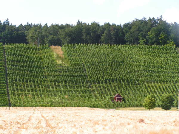 Weinbau im Züri-Weinland