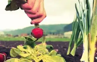 Eine Handvoll Zukunft