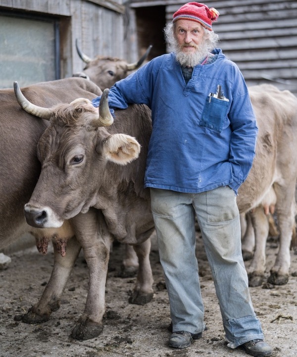 Hörner gehören zur Kuh – auch im Laufstall :: BW agrar online