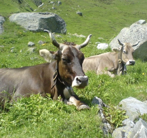 Horn-Kühe und Ziegen