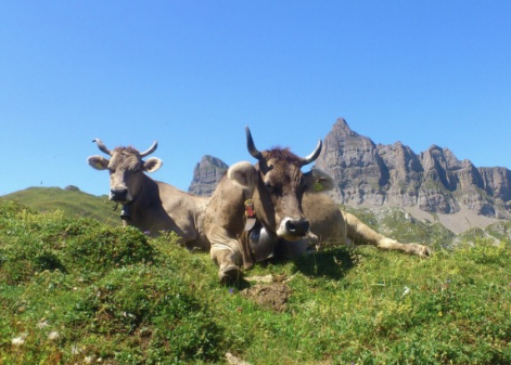 Horn-Kühe und Ziegen