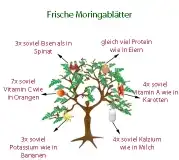Moringa "Baum des Lebens"