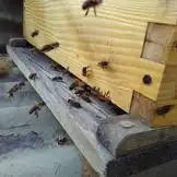 Pizokel will be retired.