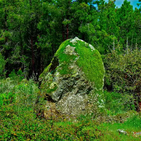 Die Kunst der Wachheit