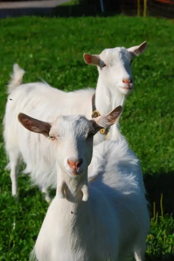 Ein riesiges Dankeschön 