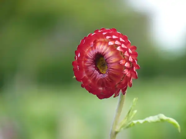 Das Rätsel und der Sprössling