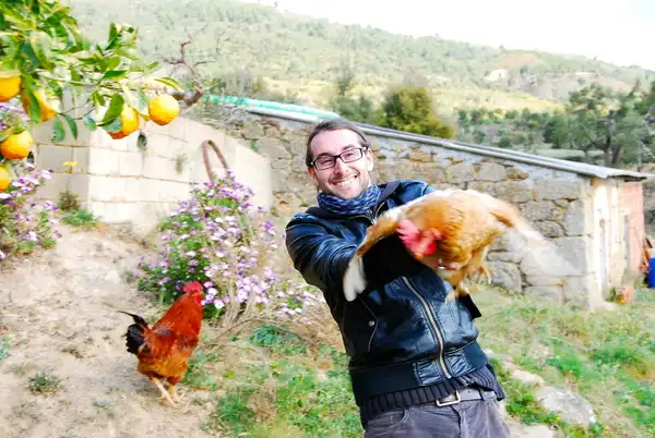 Die Hühner fliegen!