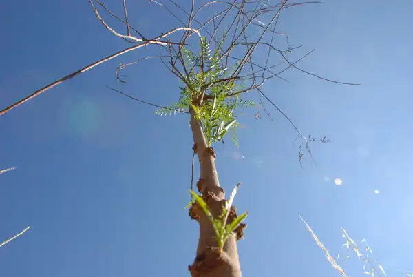 REISEBERICHT TEIL 3: Die Willkommens-Fahnen stehen auf Halbmast