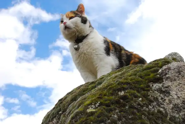 REISEBERICHT: Ein Katzennachwort  