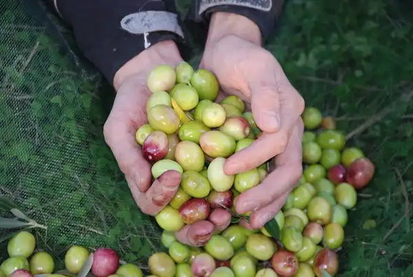 FLÜSSIGES GOLD - UNSER EIGENES OLIVENÖL