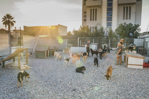 Animal shelter in Albania